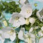 Preview: Neu! Karpaten-Glockenblume weiß (Samen)