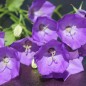 Preview: Karpaten-Glockenblume blau (Samen)