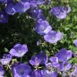 Preview: Karpaten-Glockenblume blau (Samen)