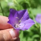 Preview: Karpaten-Glockenblume blau (Samen)