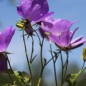 Preview: Karpaten-Glockenblume blau (Samen)