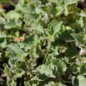Preview: Karpaten-Glockenblume blau (Samen)