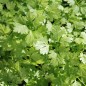 Preview: Kerbel Brussels Winter (Samen)