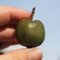 Preview: Mini-Kiwi Fresh Jumbo weiblich (Pflanze)