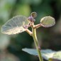 Preview: Kiwi Jenny zwittrig (Pflanze)