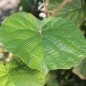 Preview: Kiwi Jenny zwittrig (Pflanze)