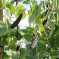 Preview: Knackerbse Sugar Magnolia (Samen)