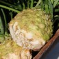 Preview: Knollensellerie Alabaster (Samen)