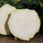 Preview: Knollensellerie Alabaster (Samen)