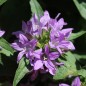 Preview: Knäuelglockenblume Acaulis (niedrig) (Samen)