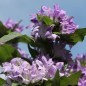 Preview: Knäuelglockenblume Acaulis (niedrig) (Samen)