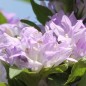 Preview: Knäuelglockenblume Acaulis (niedrig) (Samen)