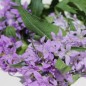 Preview: Knäuelglockenblume Acaulis (niedrig) (Samen)