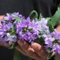 Preview: Knäuelglockenblume Acaulis (niedrig) (Samen)