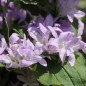 Preview: Knäuelglockenblume Acaulis (niedrig) (Samen)