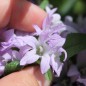 Preview: Knäuelglockenblume Acaulis (niedrig) (Samen)