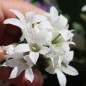 Preview: Knäuelglockenblume weiß (Samen)