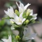 Preview: Knäuelglockenblume weiß (Samen)