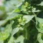 Preview: Knäuelglockenblume weiß (Samen)