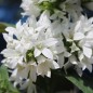 Preview: Knäuelglockenblume weiß (Samen)