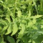 Preview: Kohldistel (Samen)