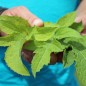 Preview: Kohldistel (Samen)