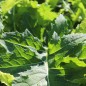 Preview: Kohldistel (Samen)