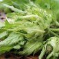 Preview: Kohldistel (Samen)