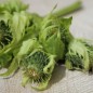 Preview: Kohldistel (Samen)