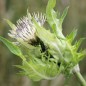 Preview: Kohldistel (Samen)