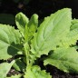 Preview: Kohldistel (Samen)