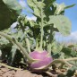 Preview: Kohlrabi Dyna (Samen)