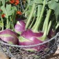 Preview: Kohlrabi Dyna (Samen)