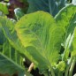 Preview: Kohlrabi Gigant (Samen)