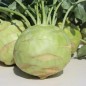 Preview: Kohlrabi Gigant (Samen)
