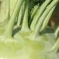 Preview: Kohlrabi Gigant (Samen)