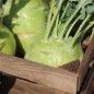 Preview: Kohlrabi Gigant (Samen)