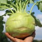 Preview: Kohlrabi Gigant (Samen)