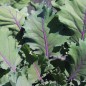 Preview: Kohlrabi Vienna Purple (Samen)