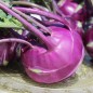 Preview: Kohlrabi Vienna Purple (Samen)