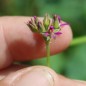 Preview: Neu! Kokosduftpelargonie (Samen)