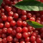 Preview: Korallen-Ölweide Early Delicious (Pflanze)
