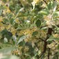 Preview: Korallen-Ölweide Early Delicious (Pflanze)