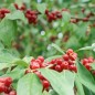 Preview: Korallen-Ölweide Early Delicious (Pflanze)