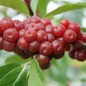 Preview: Korallen-Ölweide Sweet-N-Tart (Pflanze)