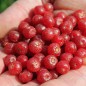 Preview: Korallen-Ölweide Sweet-N-Tart (Pflanze)