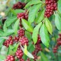 Preview: Korallen-Ölweide Sweet-N-Tart (Pflanze)