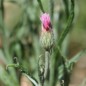 Preview: Kornblume rosa (Samen)