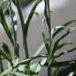 Preview: Kornblume rosa (Samen)
