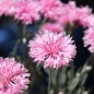Preview: Kornblume rosa (Samen)